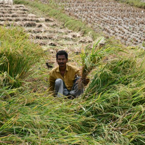 Harvesting and Storing Garlic: Essential Tips for Freshness